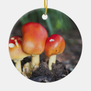 Amanita family mushroom ceramic tree decoration