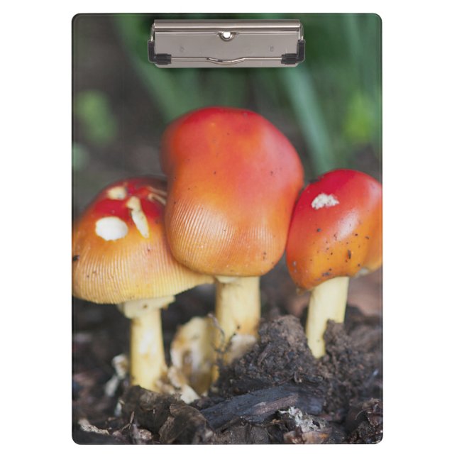 Amanita family mushroom clipboard (Front)