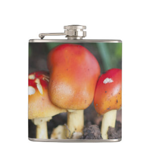 Amanita family mushroom hip flask