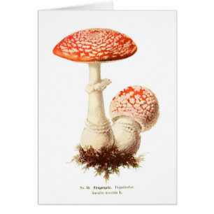 Amanita muscaria