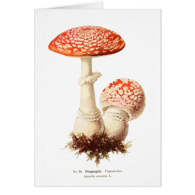 Amanita muscaria (Front)