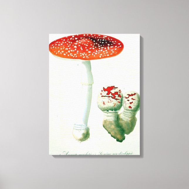 Amanita Muscaria from 'Phytographie Medicale' by J Canvas Print (Front)