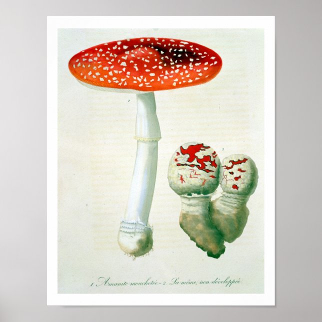 Amanita Muscaria from 'Phytographie Medicale' by J Poster (Front)