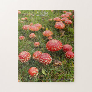Amanita muscaria mushrooms - Jigsaw Puzzle