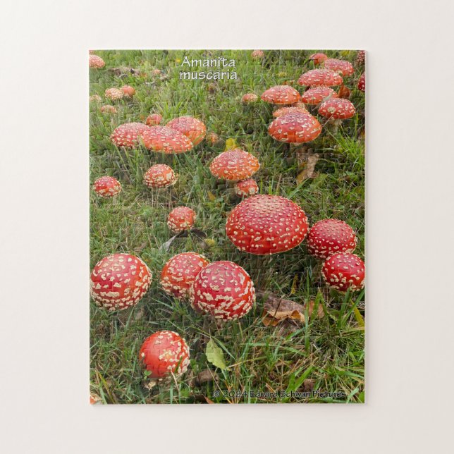 Amanita muscaria mushrooms - Jigsaw Puzzle (Vertical)