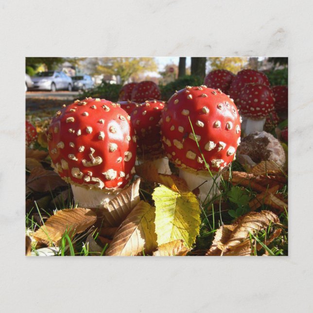 Amanita muscaria postcard (Front)