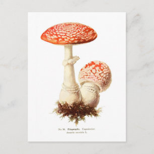 Amanita muscaria postcard