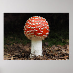 Amanita muscaria var. aureola (Fly Agaric) Poster