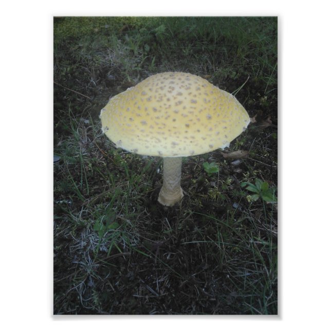Amanita Muscaria var. Formosa - 01 Photo Print (Front)