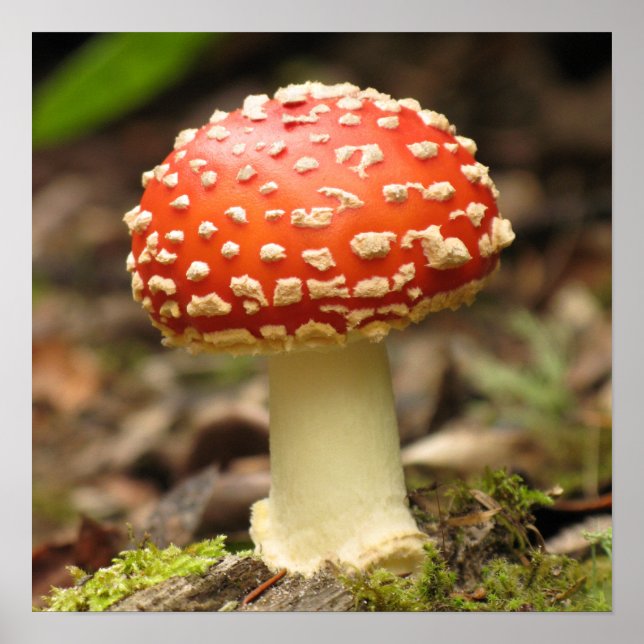 Amanita Mushroom Poster (Front)