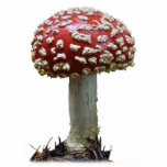 Amanita Mushroom Standing Photo Sculpture<br><div class="desc">Amanita Muscaria from the southern Oregon coast in late fall.</div>