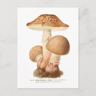 Amanita pustulata postcard