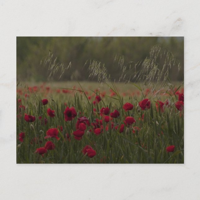 Amapolas Postcard (Front)