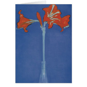 Amaryllis