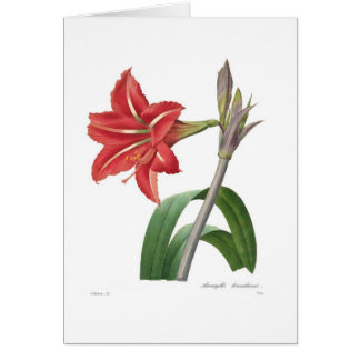 Amaryllis