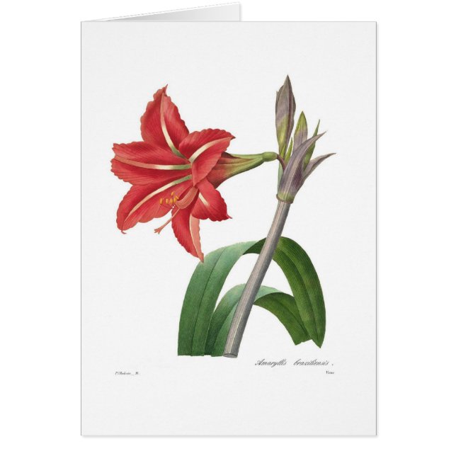 Amaryllis (Front)