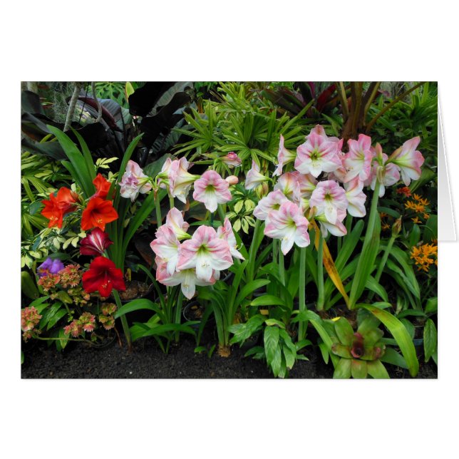 Amaryllis (Front Horizontal)