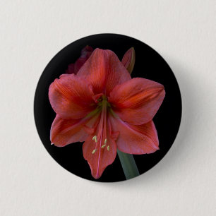 Amaryllis 6 Cm Round Badge