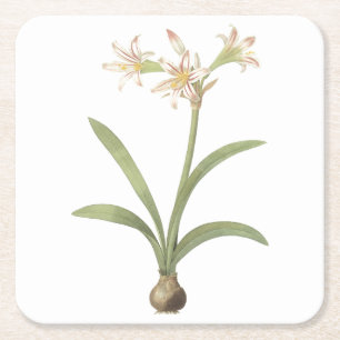 amaryllis(Amaryllis vittata) by Redouté Square Paper Coaster