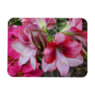 Amaryllis and Poinsettia Red Holiday Flowers Magnet