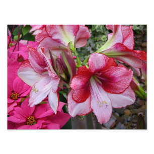 Amaryllis and Poinsettia Red Holiday Flowers Photo Print