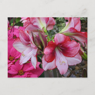 Amaryllis and Poinsettia Red Holiday Flowers Postcard