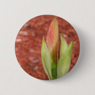 Amaryllis Apple blossom flower bud 6 Cm Round Badge