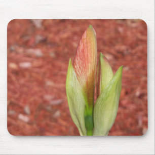 Amaryllis Apple blossom flower bud Mouse Mat