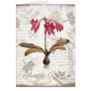 Amaryllis Belladonna