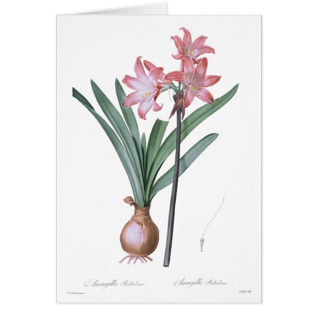 Amaryllis belladonna (Front)