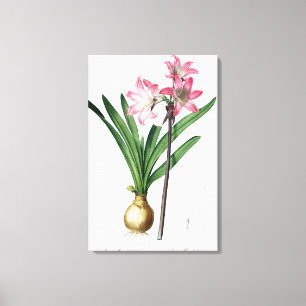 Amaryllis Belladonna, from 'Les Liliacees', engrav Canvas Print