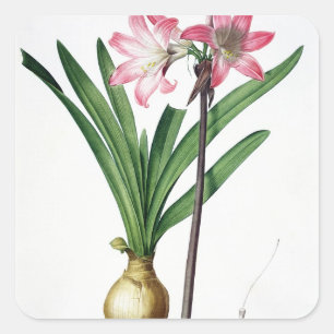 Amaryllis Belladonna, from 'Les Liliacees', engrav Square Sticker