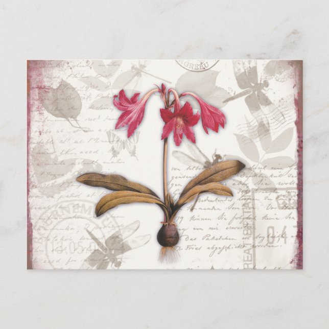 Amaryllis Belladonna Postcard (Front)