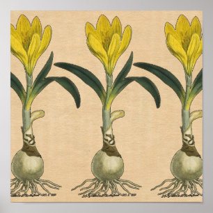 Amaryllis Botanical Art Vintage Drawing Poster