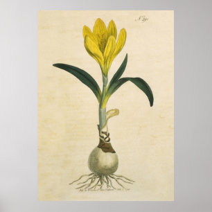 Amaryllis Botanical Vintage Garden Print