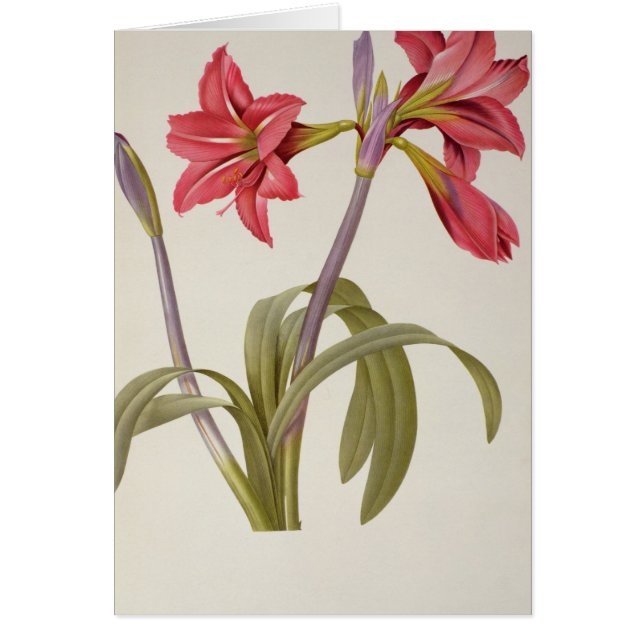 Amaryllis Brasiliensis (Front)