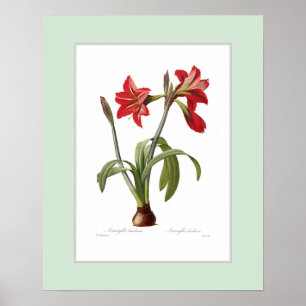 Amaryllis brasiliensis,Custom border Poster