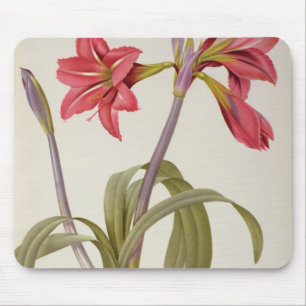 Amaryllis Brasiliensis Mouse Mat