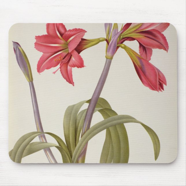 Amaryllis Brasiliensis Mouse Mat (Front)