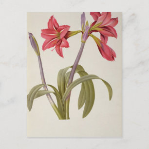 Amaryllis Brasiliensis Postcard