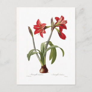 Amaryllis brasiliensis postcard