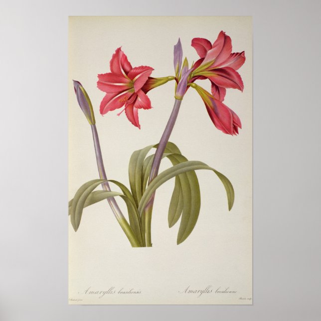 Amaryllis Brasiliensis Poster (Front)