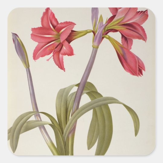 Amaryllis Brasiliensis Square Sticker