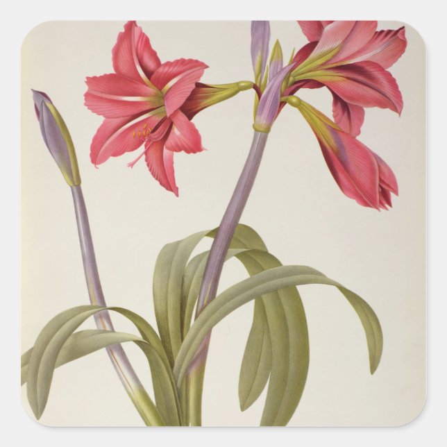 Amaryllis Brasiliensis Square Sticker (Front)