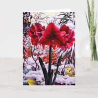 Amaryllis by Snow Window