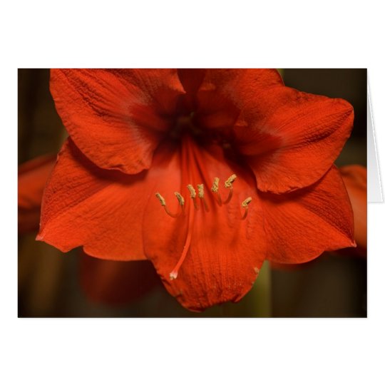 Amaryllis Card