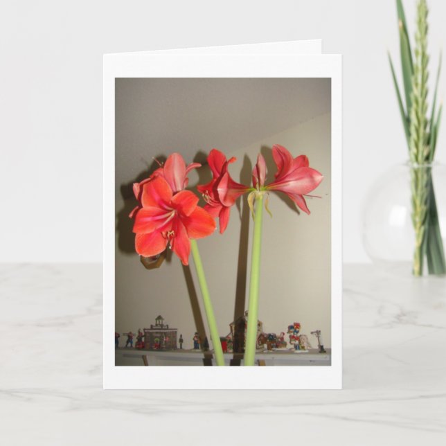 Amaryllis Christmas Holiday Card (Front)