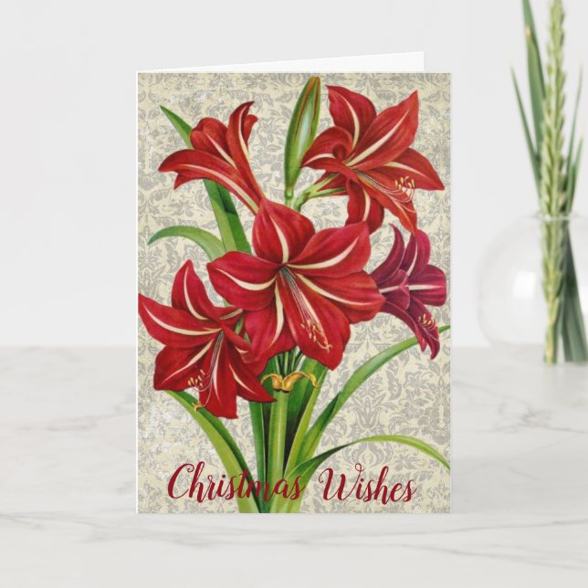 Amaryllis, Christmas Wishes. Holiday Card (Front)
