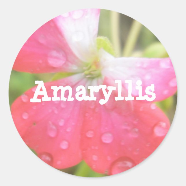 Amaryllis Classic Round Sticker (Front)