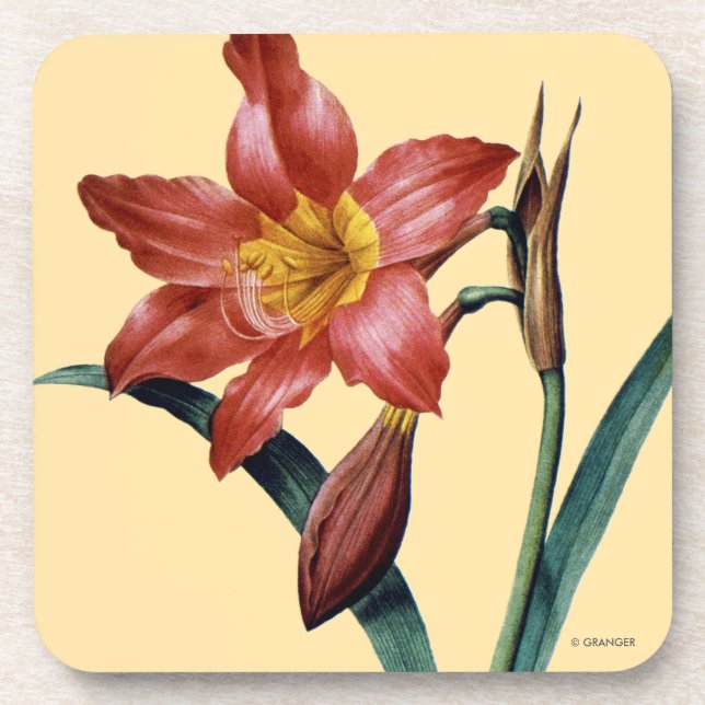 Amaryllis Coaster (Front)